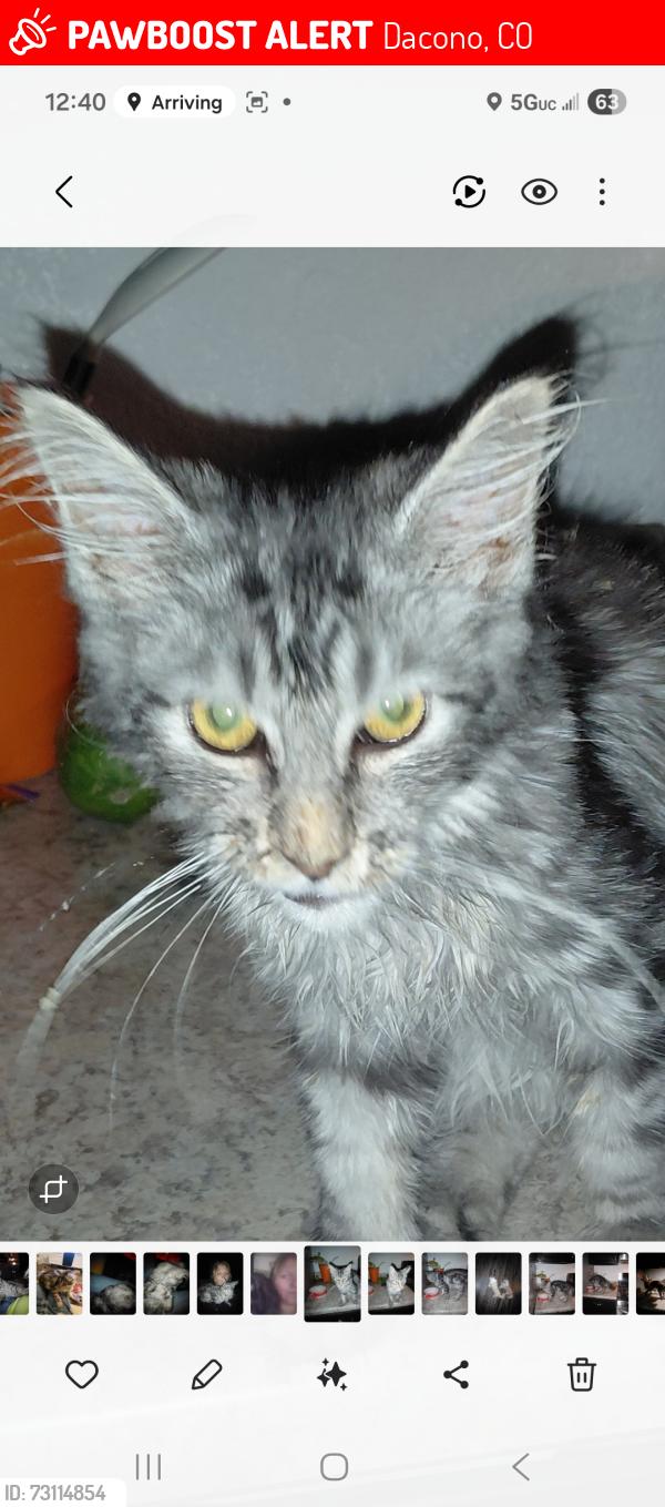 Lost Male Cat last seen Glen dale cir, Dacono, CO 80530