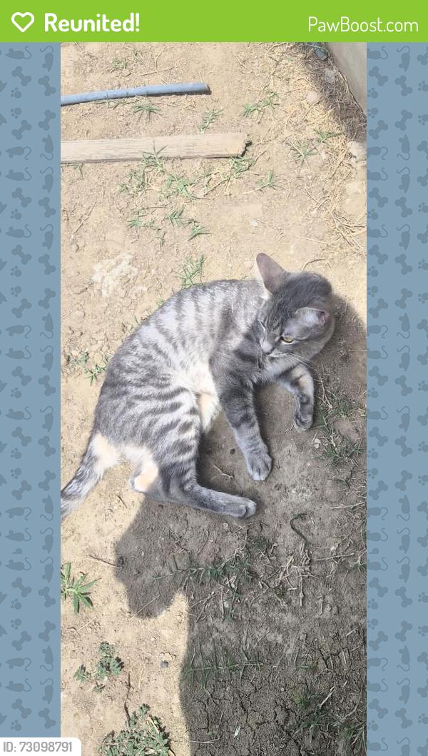 Reunited Female Cat last seen Sun chase subdivision, Austin, TX 78617