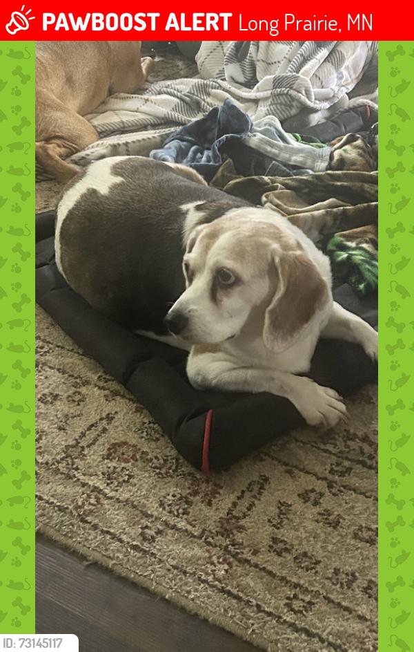 Lost Female Dog last seen Charlotte‘s Tavern Long Prairie, Long Prairie, MN 56347