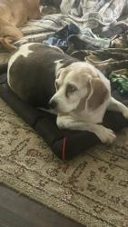 Lost Female Dog last seen Charlotte‘s Tavern Long Prairie, Long Prairie, MN 56347