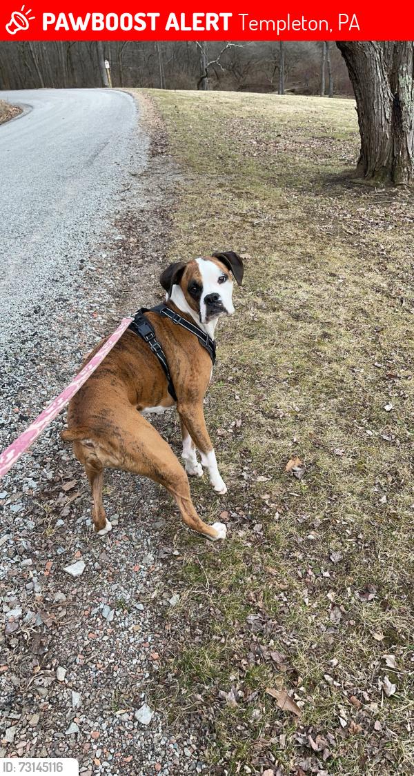 Lost Female Dog last seen ridge road templeton pa, Templeton, PA 16259