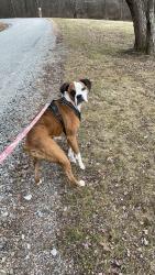 Lost Female Dog last seen ridge road templeton pa, Templeton, PA 16259