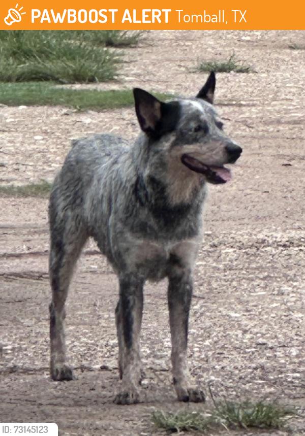 Found/Stray Male Dog last seen Commerce, Tomball, TX 77375
