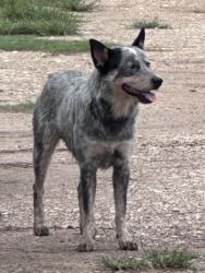 Found/Stray Male Dog last seen Commerce, Tomball, TX 77375