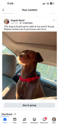 Found/Stray Male Dog last seen Linwood 31st, Independence, MO 64055
