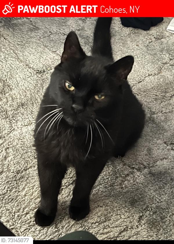 Lost Male Cat last seen Continental ave and Gansevoort Ave, Cohoes, NY 12047