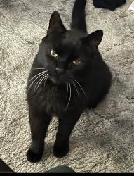 Lost Male Cat last seen Continental ave and Gansevoort Ave, Cohoes, NY 12047