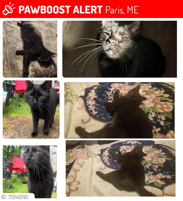 Lost Male Cat last seen Save a lot and bessey motors area, Paris, ME 04281