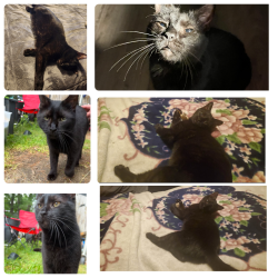 Lost Male Cat last seen Save a lot and bessey motors area, Paris, ME 04281