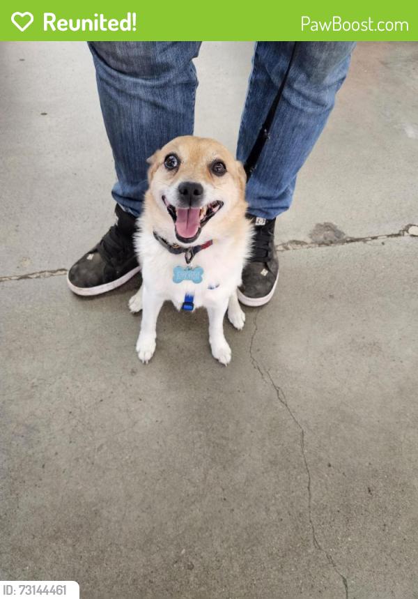 Reunited Male Dog last seen Coal Creek Rd x National, By Vintage Apts, Chehalis, WA 98532