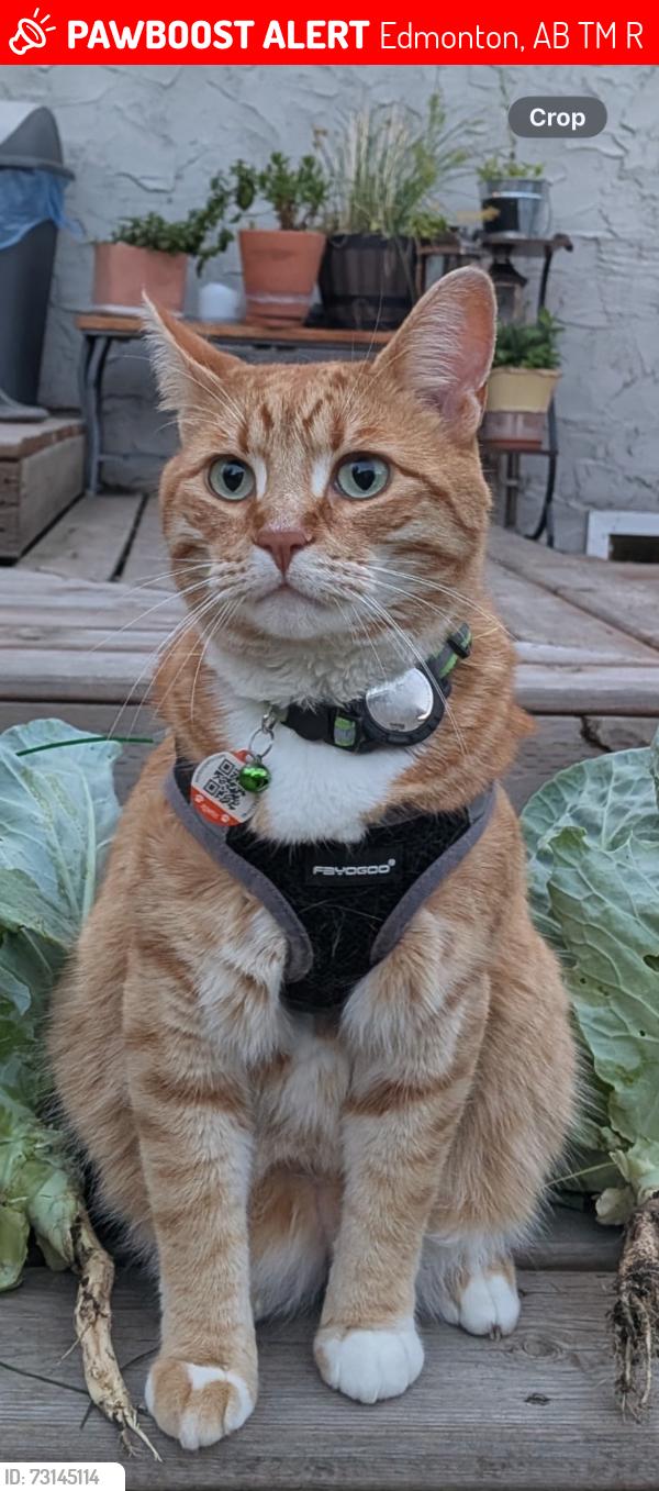 Lost Male Cat last seen Near street 49ave, Edmonton, AB T6M 2R3