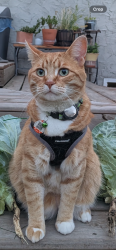 Lost Male Cat last seen Near street 49ave, Edmonton, AB T6M 2R3