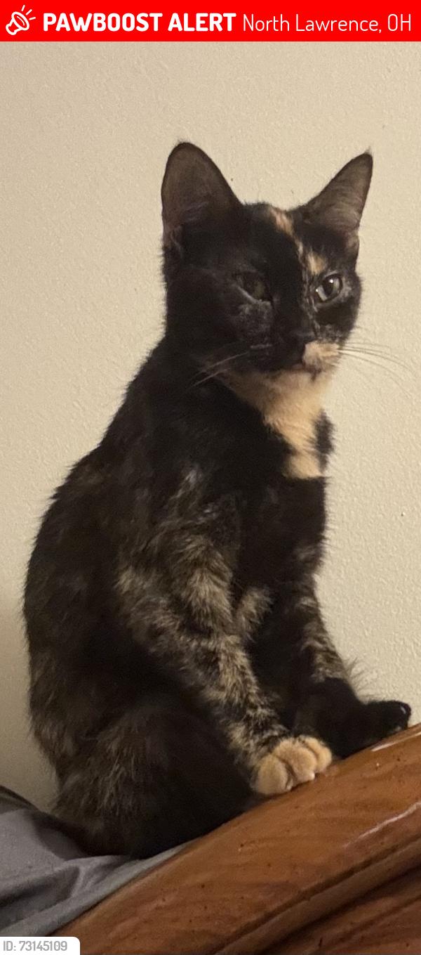 Lost Female Cat last seen Orrville St, near Clermont St in North Lawrence, North Lawrence, OH 44666