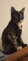 Lost Female Cat last seen Orrville St, near Clermont St in North Lawrence, North Lawrence, OH 44666