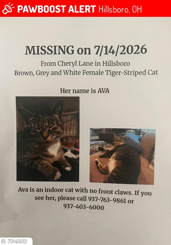 Lost Female Cat last seen Cheryl Lane & Elm, Hillsboro, OH 45133