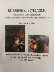 Lost Female Cat last seen Cheryl Lane & Elm, Hillsboro, OH 45133
