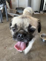 Found/Stray Male Dog last seen El Vista and Scenic, Modesto, CA 95354