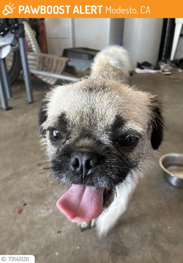 Found/Stray Male Dog last seen El Vista and Scenic, Modesto, CA 95354