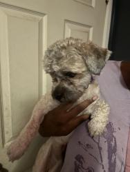 Found/Stray Male Dog last seen 48th capital, Milwaukee, WI 53216