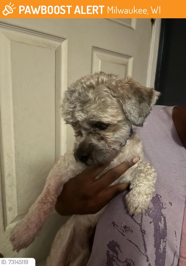 Found/Stray Male Dog last seen 48th capital, Milwaukee, WI 53216