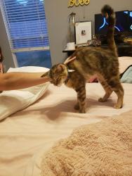 Reunited Female Cat last seen Cumberland Ridge Dr., Fairfield Neighborhood, Houston, TX 77433