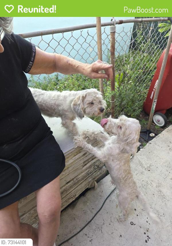 Reunited Unknown Dog last seen Near ave and 2 terrace, Miami, FL 33125