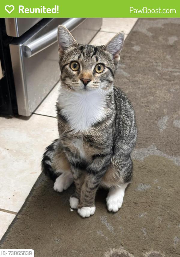 Reunited Female Cat last seen Near s 37th place, Phoenix, AZ 85044