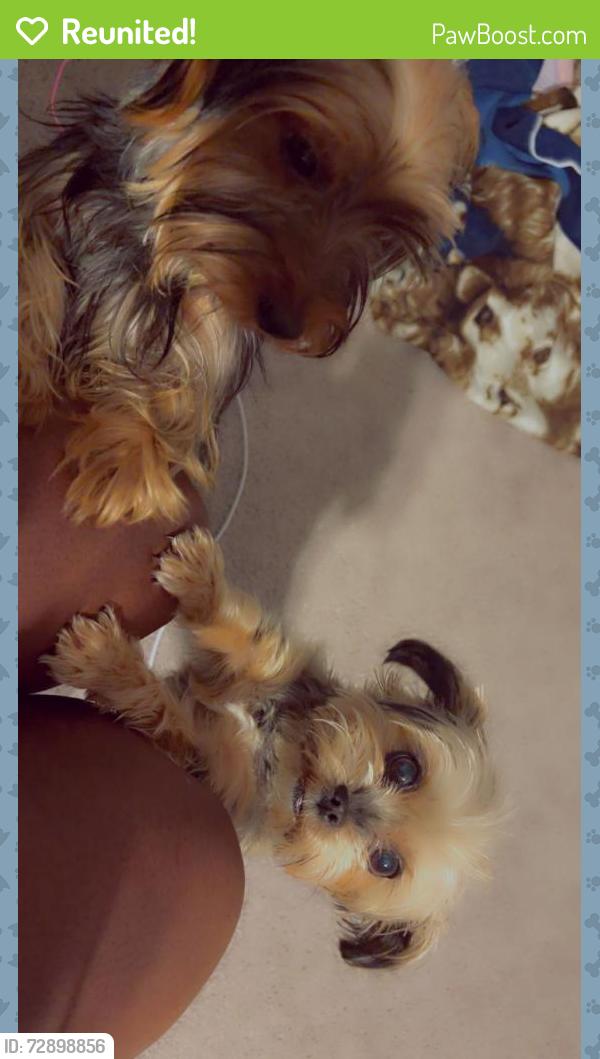 Reunited Female Dog last seen Sentiment, Greenwood, IN 46143