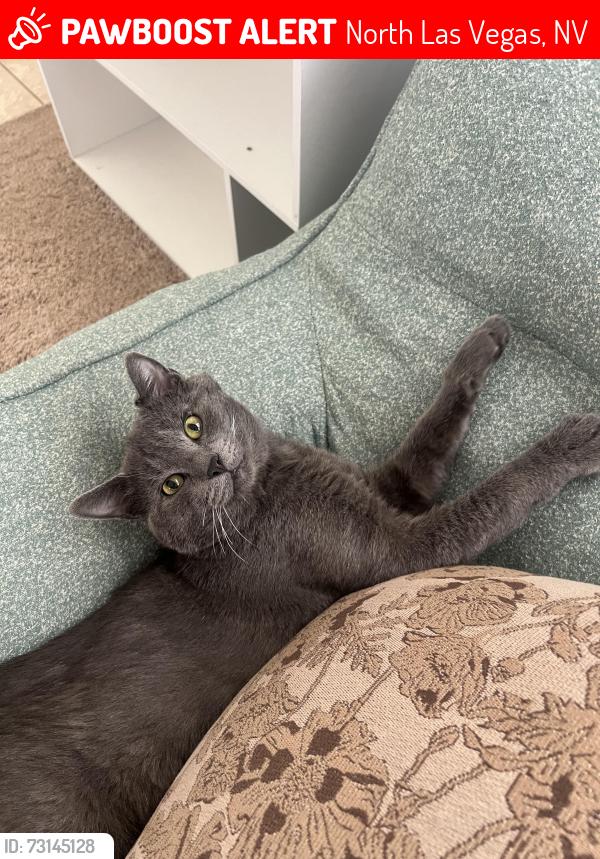 Lost Male Cat last seen scott robinson and gowan, North Las Vegas, NV 89032