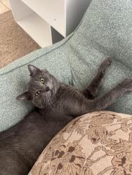 Lost Male Cat last seen scott robinson and gowan, North Las Vegas, NV 89032