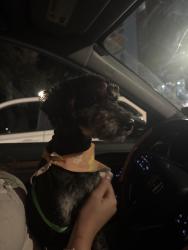 Reunited Male Dog last seen Plaza on university, Orlando, FL 32817