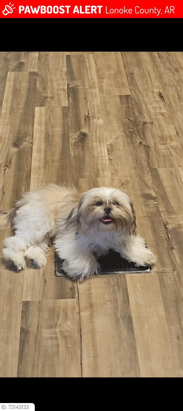 Lost Female Dog last seen Mt Tabor, Sandhill, Lonoke County, AR 72086
