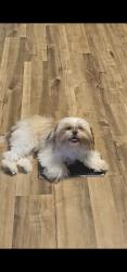 Lost Female Dog last seen Mt Tabor, Sandhill, Lonoke County, AR 72086
