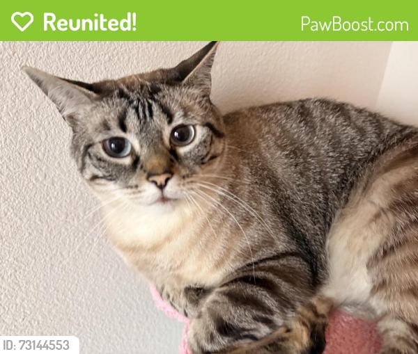 Reunited Male Cat last seen The Duvall apmts, Grand Prairie, TX 75052