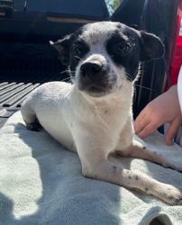 Lost Female Dog last seen Near Deanwood st, Houston, TX 77040