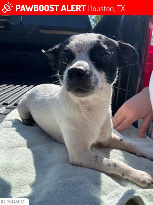 Lost Female Dog last seen Near Deanwood st, Houston, TX 77040