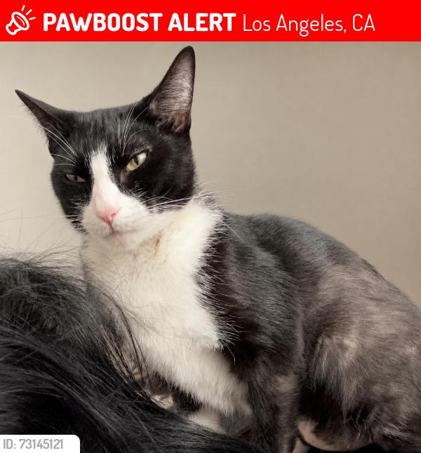 Lost Male Cat last seen Mandalay dr & Carmelita, Los Angeles, CA 90063