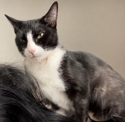 Lost Male Cat last seen Mandalay dr & Carmelita, Los Angeles, CA 90063