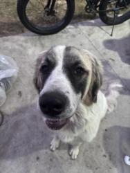 Reunited Female Dog last seen Stuckey all and 50, Groveland, FL 34736