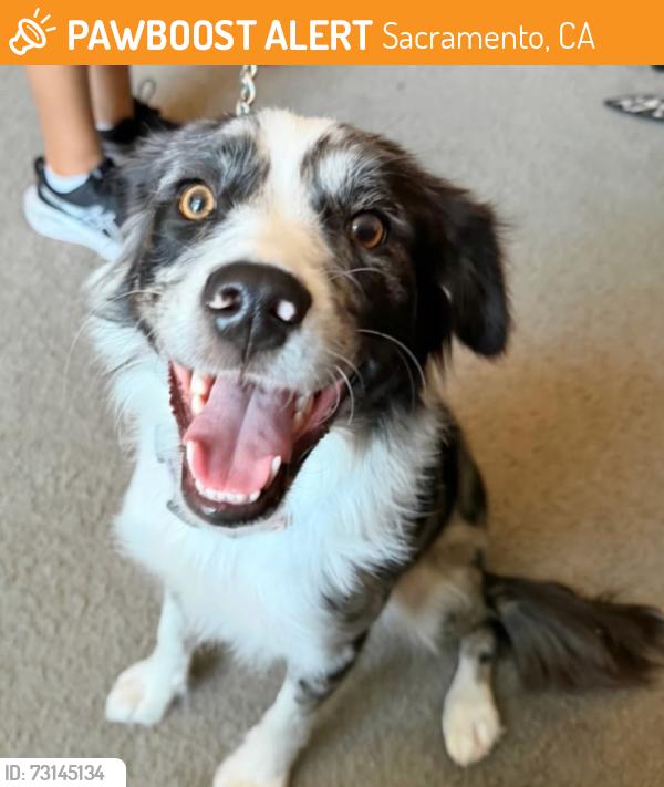 Found/Stray Female Dog last seen Elkhorn blvd, Sacramento, CA 95838