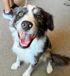 Found/Stray Female Dog last seen Elkhorn blvd, Sacramento, CA 95838