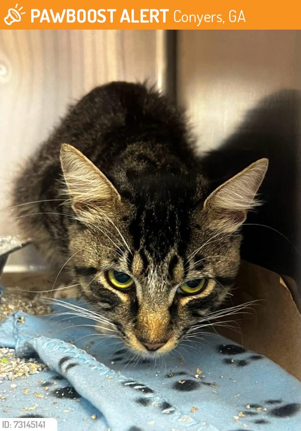 Found/Stray Unknown Cat last seen Located at Rockdale County Animal Service, 1506 Rockbridge Road, Conyers, GA 30012, Conyers, GA 30012