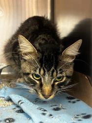 Found/Stray Unknown Cat last seen Located at Rockdale County Animal Service, 1506 Rockbridge Road, Conyers, GA 30012, Conyers, GA 30012