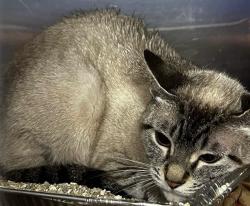 Reunited Unknown Cat last seen Located at Rockdale County Animal Service, 1506 Rockbridge Road, Conyers, GA 30012, Conyers, GA 30012
