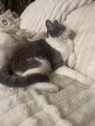 Lost Female Cat last seen Fenwick Dr, Spring Valley, CA 91941