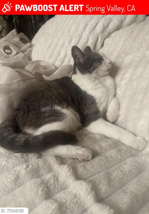 Lost Female Cat last seen Fenwick Dr, Spring Valley, CA 91941