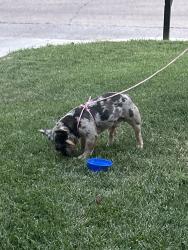 Reunited Male Dog last seen Holy Savior Catholic Church, Wichita, KS 67214