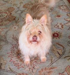 Reunited Male Dog last seen Roosevelt & Lime, Long Beach, CA 90807