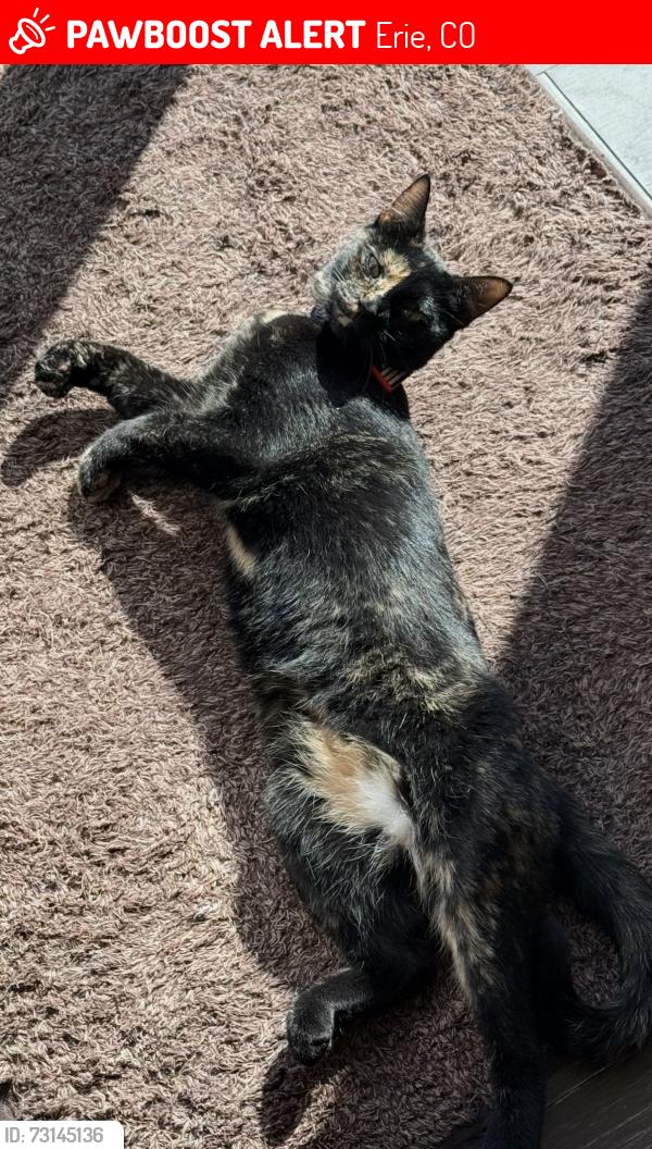 Lost Female Cat last seen Highlands Circle and Poppy View Lane, Erie, CO 80516