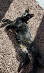 Lost Female Cat last seen Highlands Circle and Poppy View Lane, Erie, CO 80516